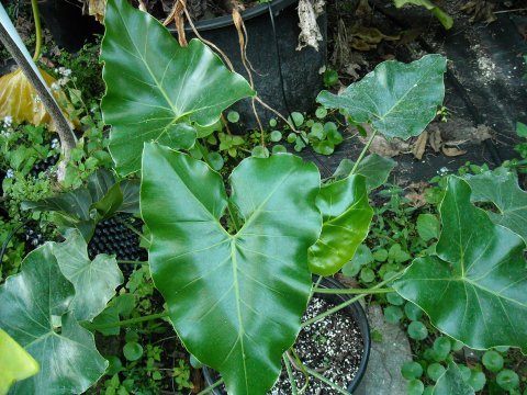 Philodendron corcovadense