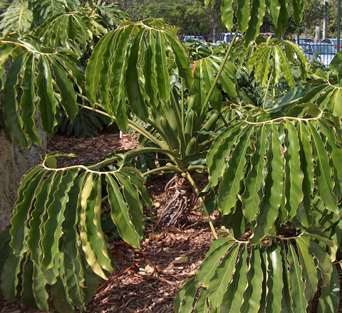 Philodendron goeldii