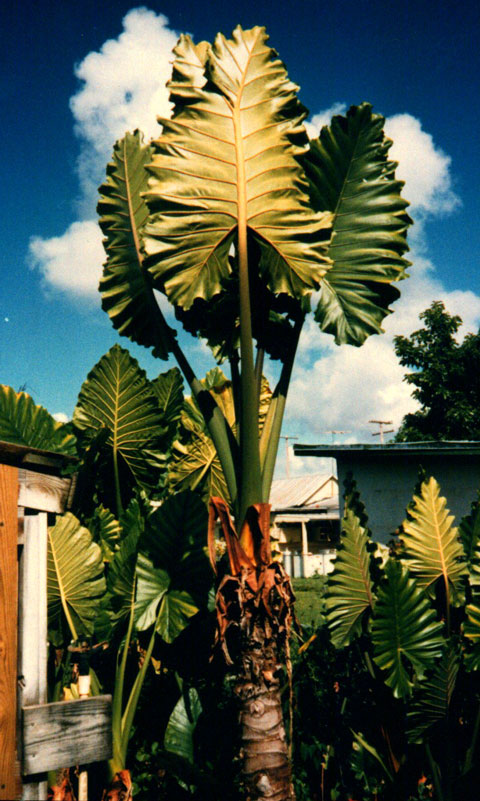 Alocasia x portora large