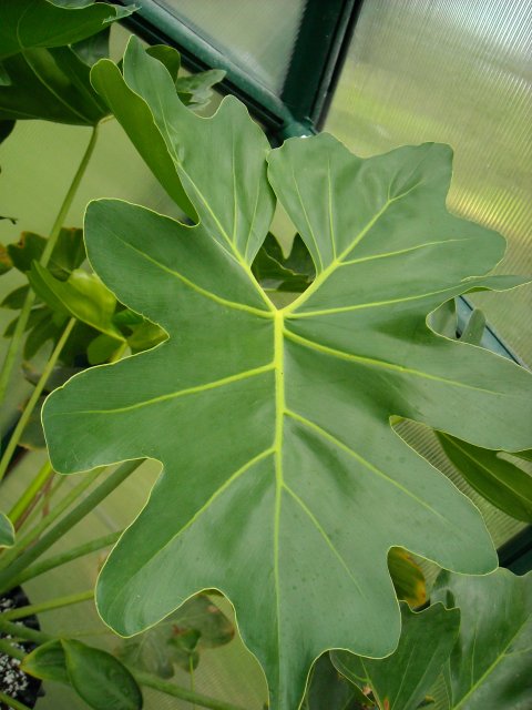 Philodendron saxicola leaf Philodendron saxicola leaf