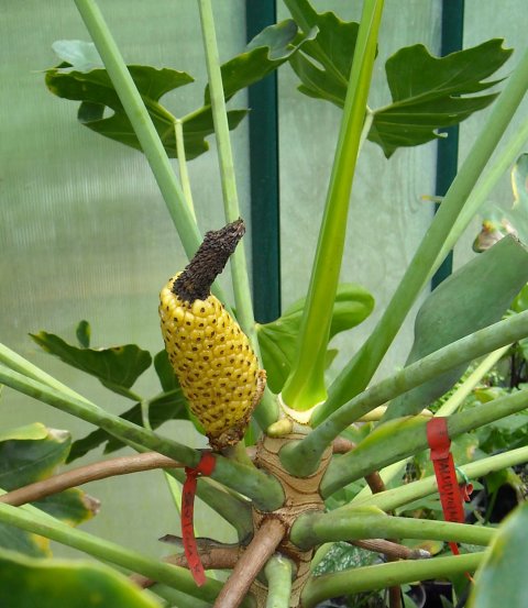 Philodendron saxicola fruit