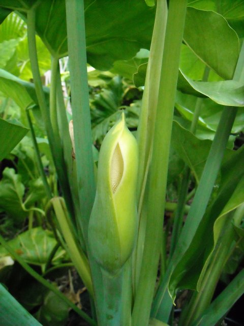 Philodendron tweedianum bloom