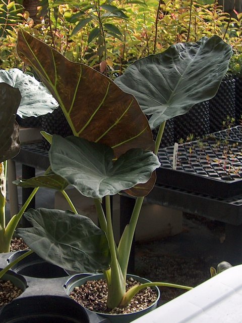 Alocasia x reginora