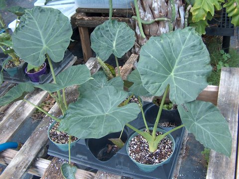 Alocasia x reginora group