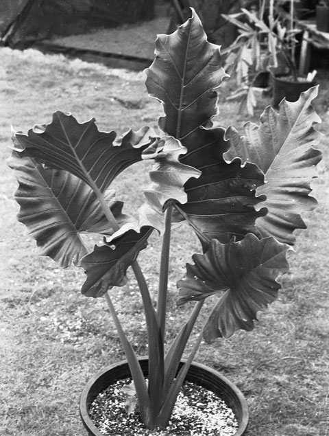 Alocasia Ripple Effect