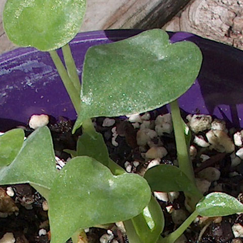 Robudora seedlings