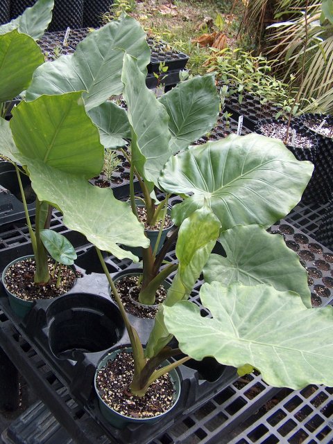 Alocasia x robudora young Alocasia x robudora young