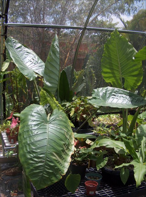 Alocasia robusta droopy