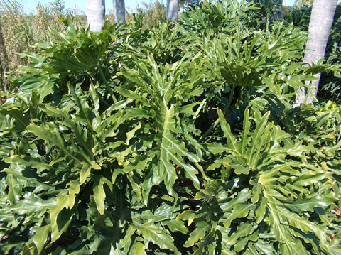 Philodendron selloum Philodendron selloum