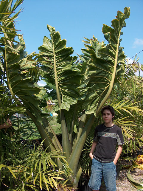 Alocasia sinuata