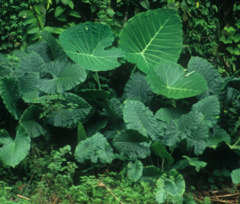 xSpecialocasia in situ 1