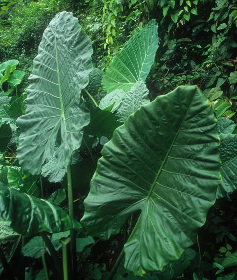 xSpecialocasia in situ 2