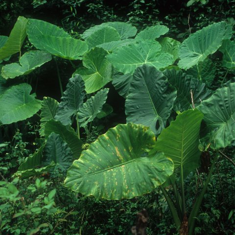 xSpecialocasia in situ 3