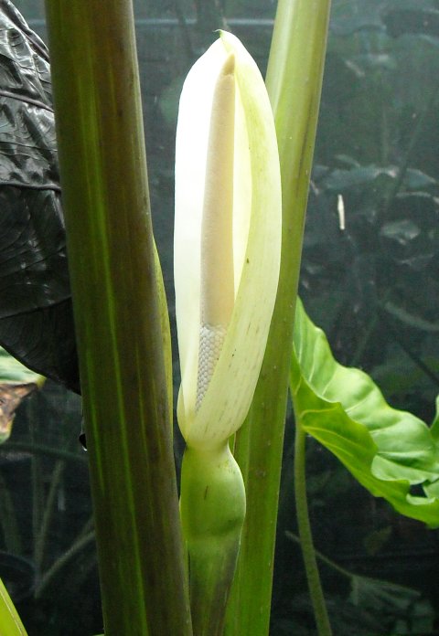 Alocasia 