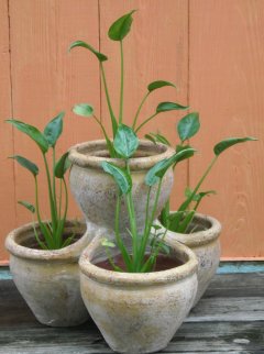 Alocasia Tiny Dancers 4-pot Alocasia Tiny Dancers 4-pot