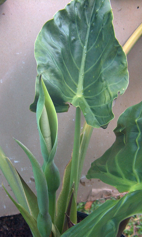 Alocasia wentii in bloom