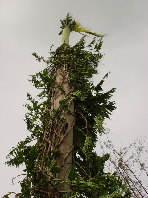 Stripped totem